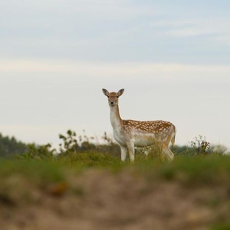 Boszicht 6 Halfvrijstaande Vakantiewoning In Oostkapelle Exteriör bild